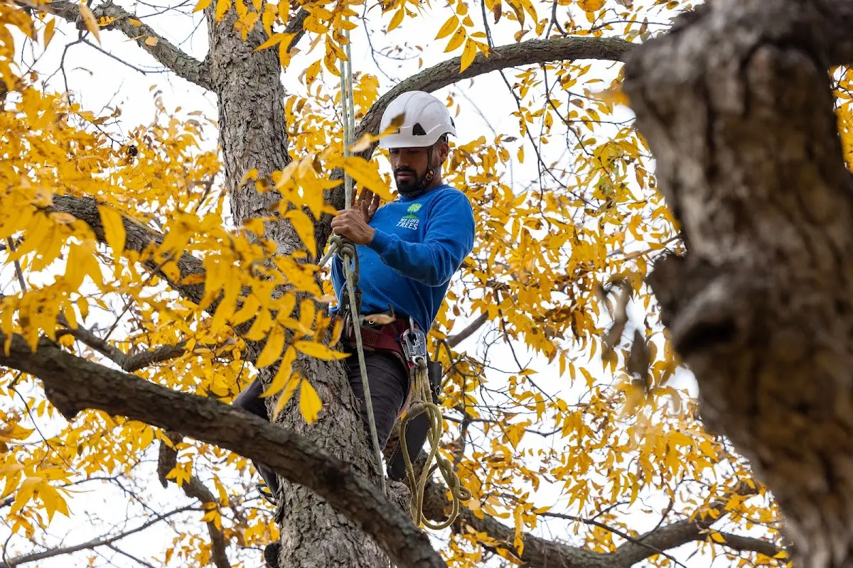 Skilled Tree Transplanting crew working in Sedgwick