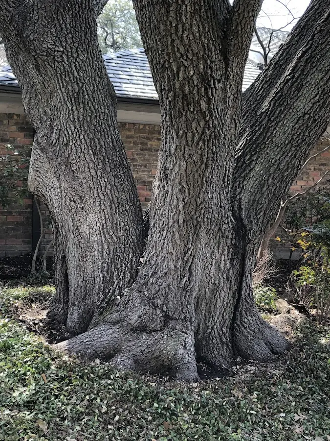 Mature heritage tree close to a Sedgwick property cared for by certified arborists